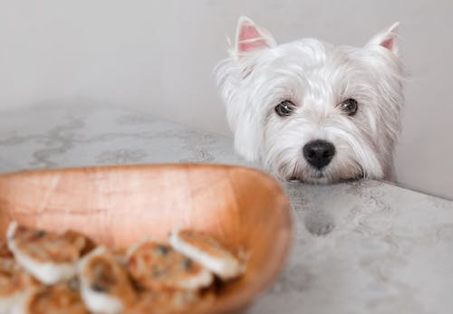 在宅勤務中に愛犬が肥満になってない おやつのおねだり 盗み食いへの対処法と必要なしつけを教えます わんクォール