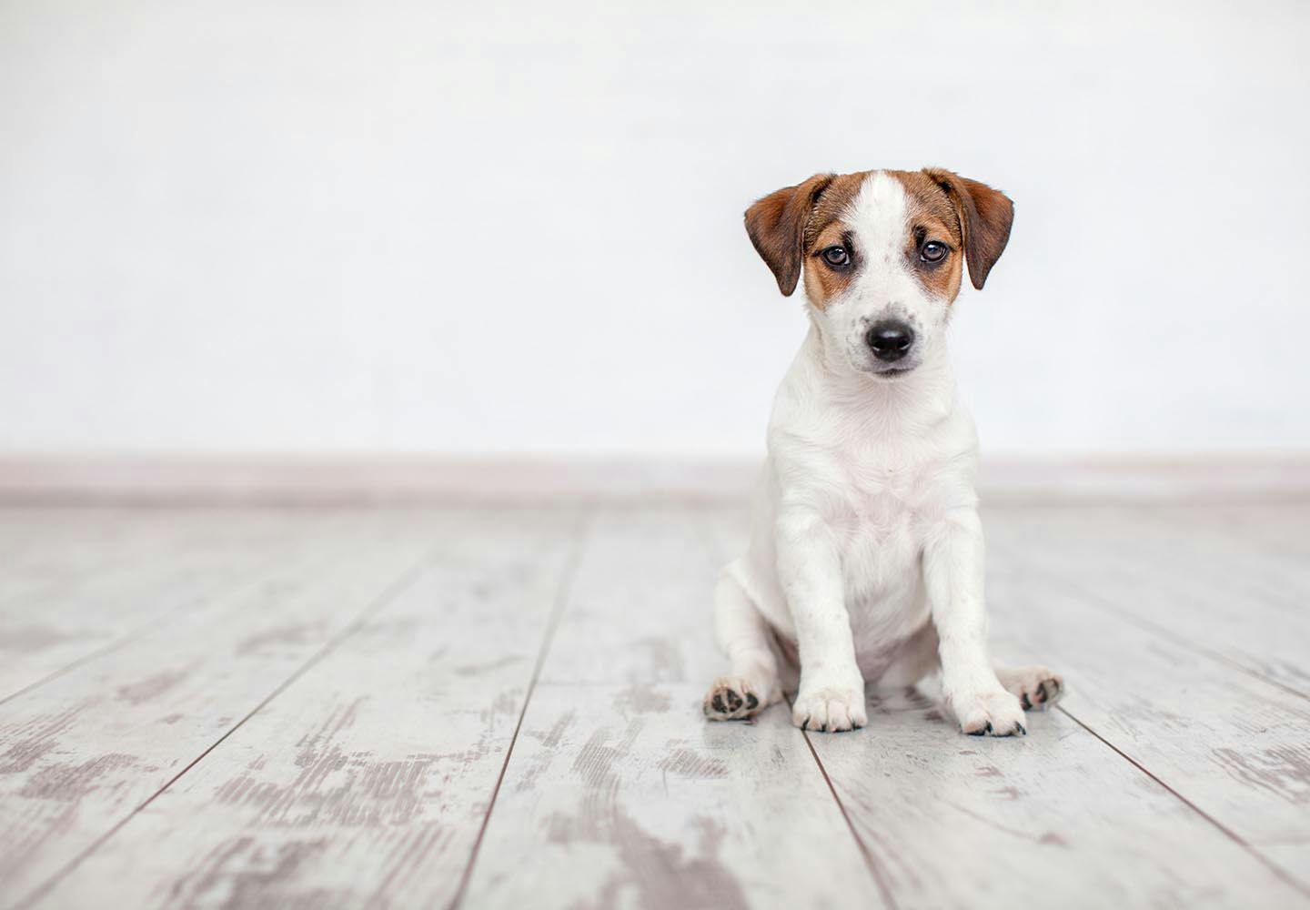 【獣医師監修】犬が床を舐める理由とは？行動の裏にある心理、やめさせる方法について解説