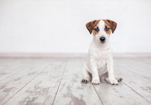 犬が床を舐める理由とは 行動の裏にある心理と対処法について解説 獣医師監修 わんクォール