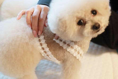 簡単15分 ピカピカの1年生 牛乳パックで愛犬用ミニランドセル風の小物入れをエコに手作り わんクォール 簡単15分 ピカピカの1年生 牛乳パックで愛犬用ミニランドセル風の小物入れをエコに手作り わんクォール