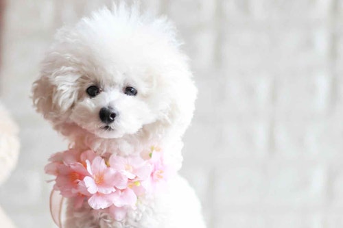 100均　桜　愛犬用の花飾り　チョーカー