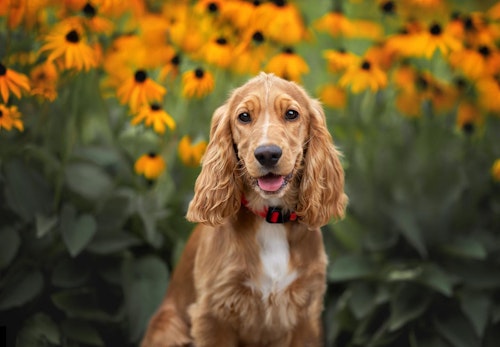 【獣医師監修】犬が食べると危険な花とは？誤食した時の対処法や散歩中の注意点を解説