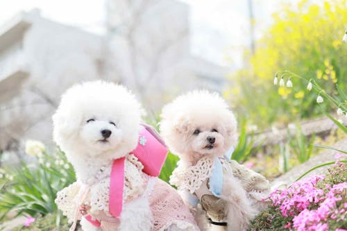 簡単15分 ピカピカの1年生 牛乳パックで愛犬用ミニランドセル風の小物入れをエコに手作り わんクォール 簡単15分 ピカピカの1年生 牛乳パックで愛犬用ミニランドセル風の小物入れをエコに手作り わんクォール
