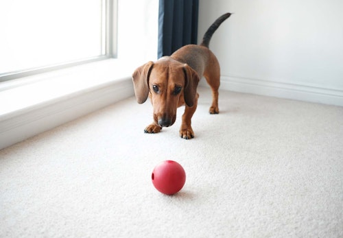 犬が骨折したらどうすれば 応急処置や病院に行くタイミング 治療法などについて解説 獣医師監修 わんクォール 犬が骨折したらどうすれば 応急処置や病院に行くタイミング 治療法などについて解説 獣医師監修 わんクォール