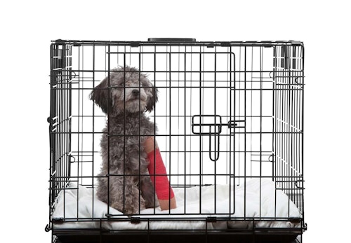 犬が骨折したらどうすれば 応急処置や病院に行くタイミング 治療法などについて解説 獣医師監修 わんクォール 犬が骨折したらどうすれば 応急処置や病院に行くタイミング 治療法などについて解説 獣医師監修 わんクォール