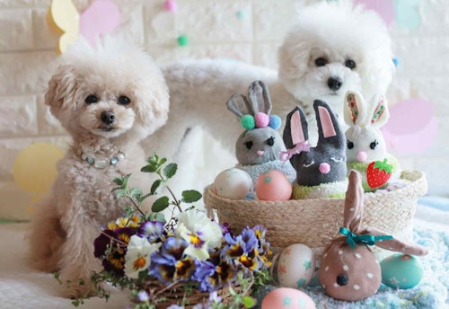 簡単15分 使わなくなった靴下を可愛いうさぎに変身 イースターにもピッタリのおもちゃを手作り わんクォール 簡単15分 使わなくなった靴下を可愛いうさぎに変身 イースターにもピッタリのおもちゃを手作り わんクォール