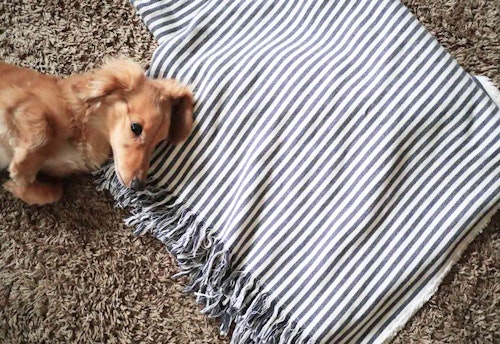 超簡単3step 100均と家にあるアイテムを使って 愛犬用ティピーテント をdiyしよう わんクォール 超簡単3step 100均と家にあるアイテムを使って 愛犬用ティピーテント をdiyしよう わんクォール