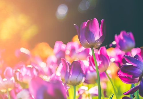 犬が食べると危険な花とは 誤食した時の対処法や散歩中の注意点を解説 獣医師監修 わんクォール 犬が食べると危険な花とは 誤食した時の対処法や散歩中の注意点を解説 獣医師監修 わんクォール