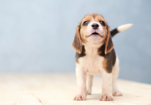 子犬が甘噛みする理由は 噛み癖を直すしつけと悪化させる飼い主のng行動を解説 獣医師監修 わんクォール 子犬が甘噛みする理由は 噛み癖を直すしつけと悪化させる飼い主のng行動を解説 獣医師監修 わんクォール