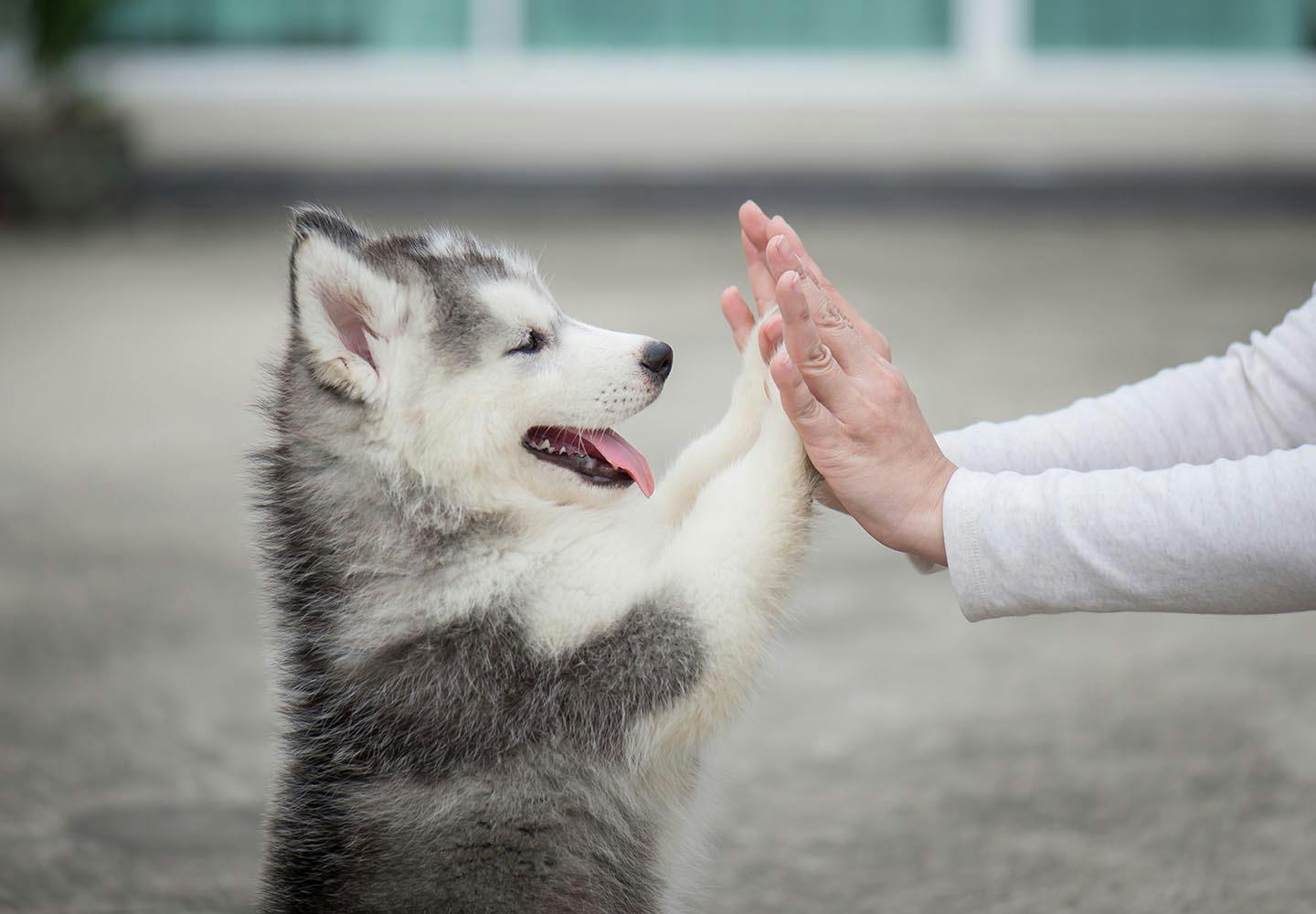 子犬が甘噛みする理由とは 対処法とやめさせるためのしつけについて解説 獣医師監修 Communication コミュニケーション わんクォール