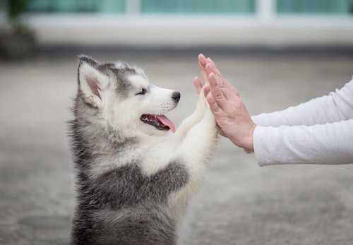 子犬が甘噛みする理由は 噛み癖を直すしつけと悪化させる飼い主のng行動を解説 獣医師監修 わんクォール 子犬が甘噛みする理由は 噛み癖を直すしつけと悪化させる飼い主のng行動を解説 獣医師監修 わんクォール