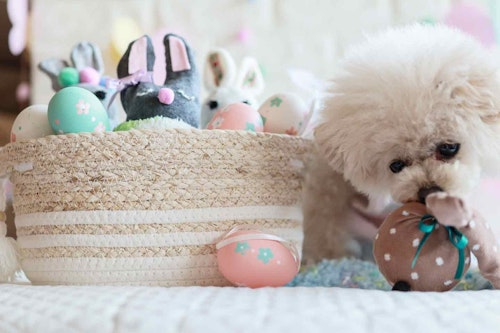 簡単15分 使わなくなった靴下を可愛いうさぎに変身 イースターにもピッタリのおもちゃを手作り わんクォール 簡単15分 使わなくなった靴下を可愛いうさぎに変身 イースターにもピッタリのおもちゃを手作り わんクォール