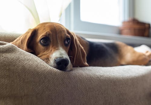 在宅勤務中に愛犬が肥満になってない おやつのおねだり 盗み食いへの対処法と必要なしつけを教えます わんクォール