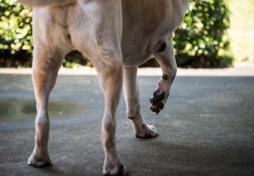 犬が骨折したらどうすれば 応急処置や病院に行くタイミング 治療法などについて解説 獣医師監修 わんクォール