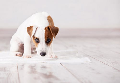 犬がうんちを食べるのはなぜ 食糞行動の理由や やめさせるための対策 叱るときの注意点を解説 獣医師監修 わんクォール