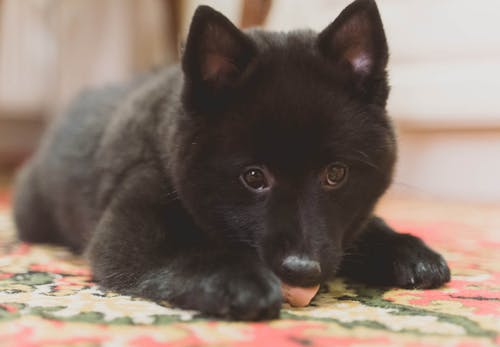 犬がうんちを食べるのはなぜ 食糞行動の理由や やめさせるための対策 叱るときの注意点を解説 獣医師監修 わんクォール