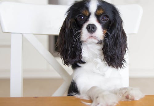 在宅勤務中に愛犬が肥満になってない おやつのおねだり 盗み食いへの対処法と必要なしつけを教えます わんクォール