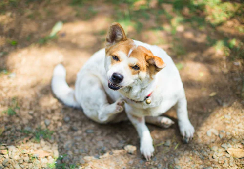 犬のアレルギー検査は必要 手順や料金などについて解説 獣医師監修 わんクォール 犬のアレルギー検査は必要 手順や料金などについて解説 獣医師監修 わんクォール