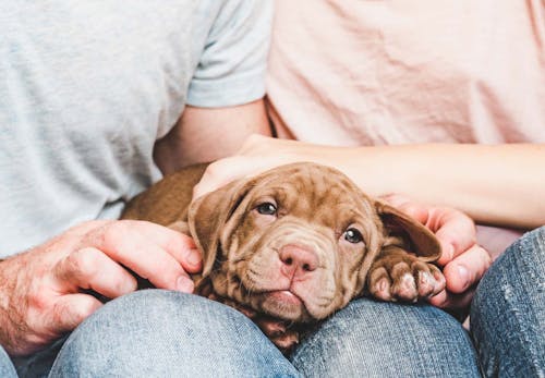 犬の十戒 は子犬を迎える前に必ず読んで 飼い主として知っておきたいその内容とは ペットロスを研究する大学教授監修 わんクォール