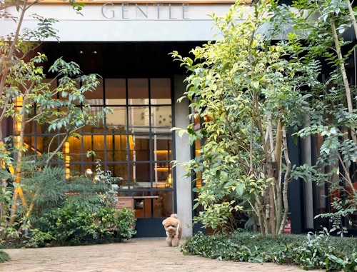 原宿 表参道 代々木 愛犬と一緒に行ける 犬スタグラマーがオススメするごはんも美味しいお店3選 わんクォール 原宿 表参道 代々木 愛犬と一緒に行ける 犬スタグラマーがオススメするごはんも美味しいお店3選 わんクォール