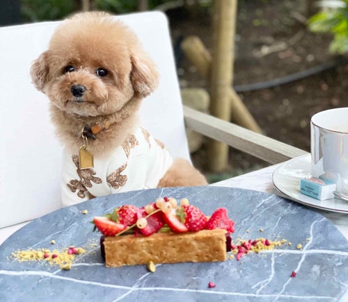 原宿 表参道 代々木 愛犬と一緒に行ける 犬スタグラマーがオススメするごはんも美味しいお店3選 わんクォール 原宿 表参道 代々木 愛犬と一緒に行ける 犬スタグラマーがオススメするごはんも美味しいお店3選 わんクォール