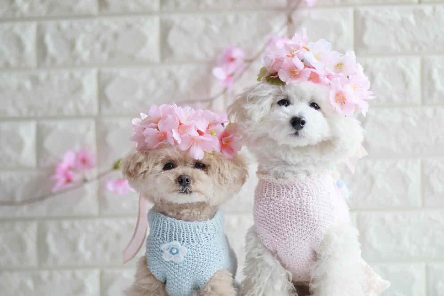 簡単10分】春のお散歩にぴったり♡100均の桜を使った愛犬用の花飾り ...