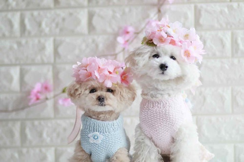 【簡単10分】春のお散歩にぴったり♡100均の桜を使った愛犬用の花飾り（花冠）の作り方！