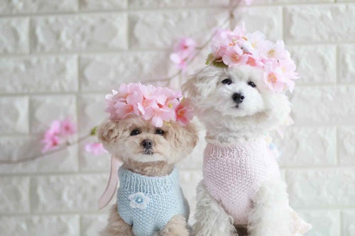 簡単10分 春のお散歩にぴったり 100均の桜を使った愛犬用の花飾り 花冠 の作り方 わんクォール 簡単10分 春のお散歩にぴったり 100均の桜を使った愛犬用の花飾り 花冠 の作り方 わんクォール