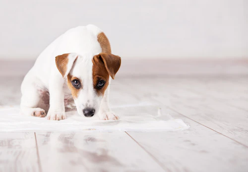 犬がうんちを食べる 食糞 のはなぜ 理由とやめさせ方を解説 獣医師監修 わんクォール 犬がうんちを食べる 食糞 のはなぜ 理由とやめさせ方を解説 獣医師監修 わんクォール