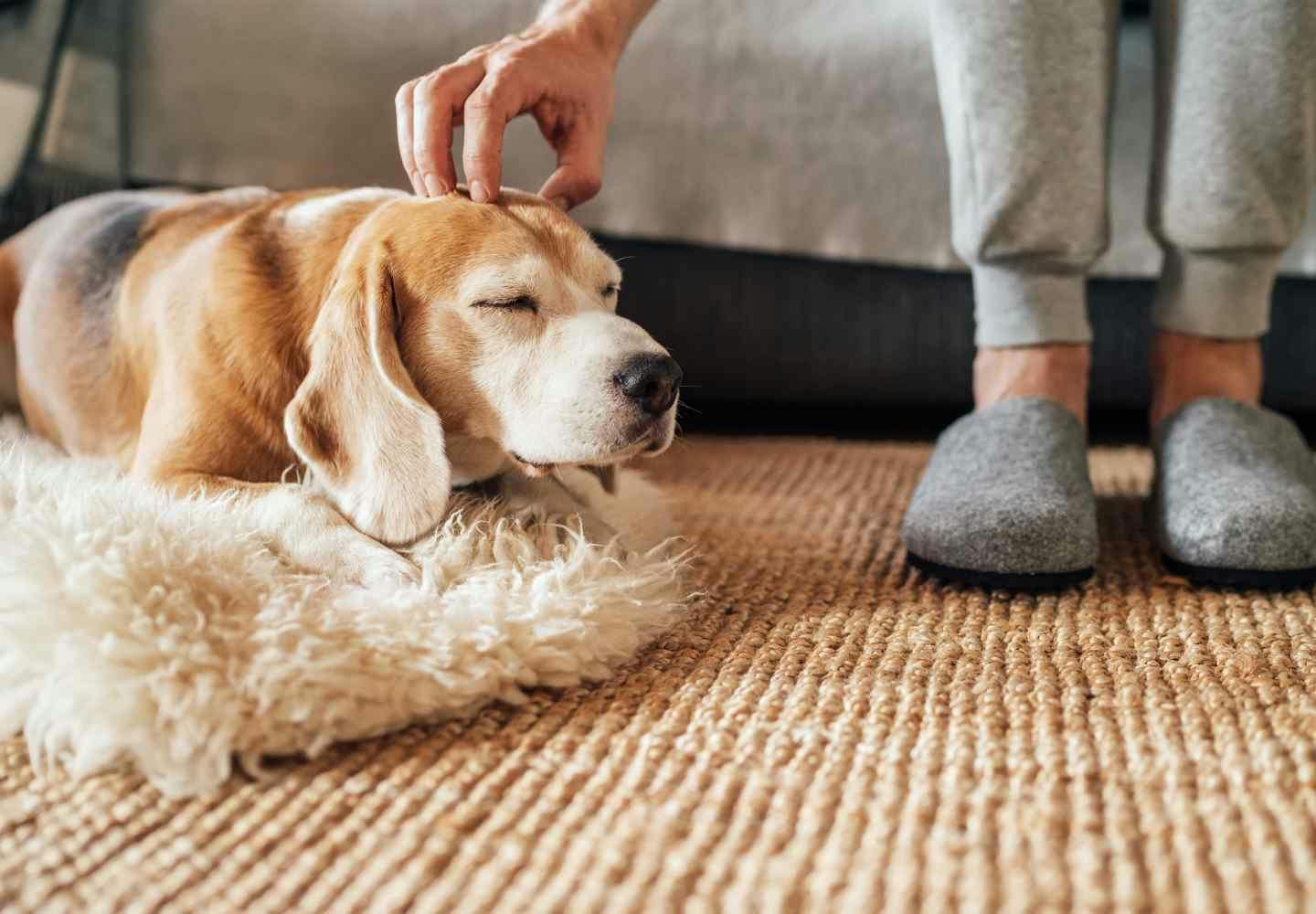 犬の息が荒い原因は 病気や熱中症の可能性 対処法について解説します 獣医師監修 Health 健康 わんクォール