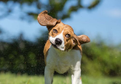 犬の耳が赤いのは外耳炎かも 原因や対処法 病院に行くタイミングについて解説 獣医師監修 わんクォール 犬の耳が赤いのは外耳炎かも 原因や対処法 病院に行くタイミングについて解説 獣医師監修 わんクォール