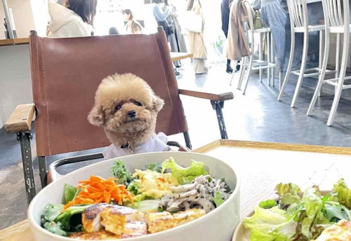 【東京】店内で愛犬と一緒に食事ができる！ 都内の犬連れOKなオシャレカフェ3選
