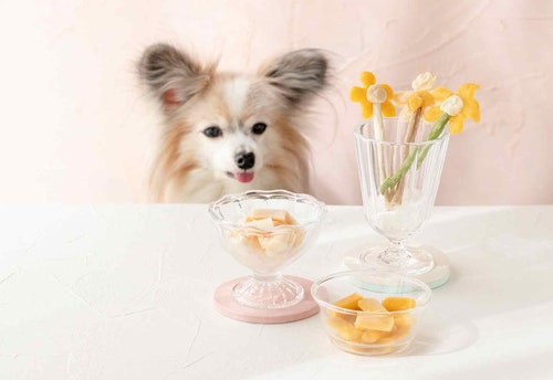 【材料2つ】愛犬用ペーストおやつを絞って凍らせるだけ！見た目も可愛いアイスキャンディーの作り方♪