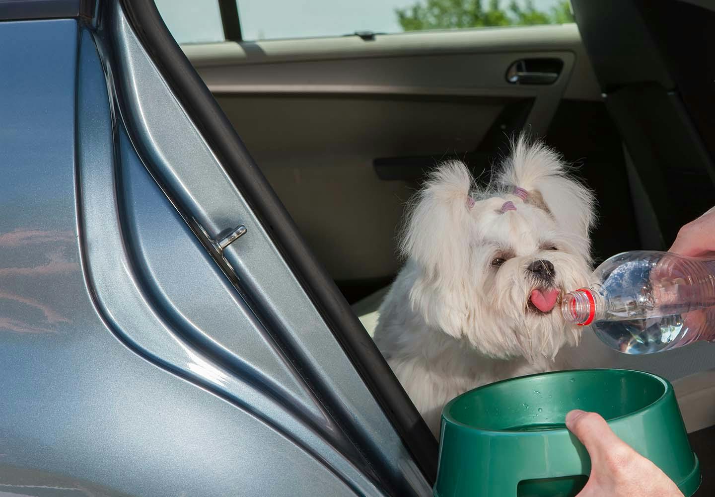 車で水を飲む犬