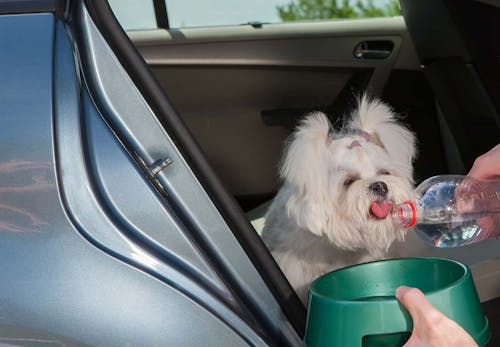 犬を車に乗せる際の注意点は 知っておきたい交通ルールや必要なグッズについて解説 獣医師監修 わんクォール