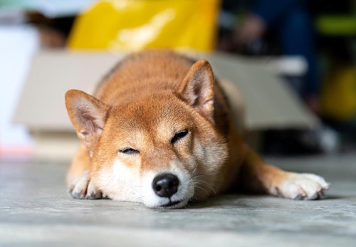 犬のクッシング症候群とは 原因と治療法 6歳以降は特に注意が必要な理由について解説 獣医師監修 わんクォール 犬のクッシング症候群とは 原因と治療法 6歳以降は特に注意が必要な理由について解説 獣医師監修 わんクォール