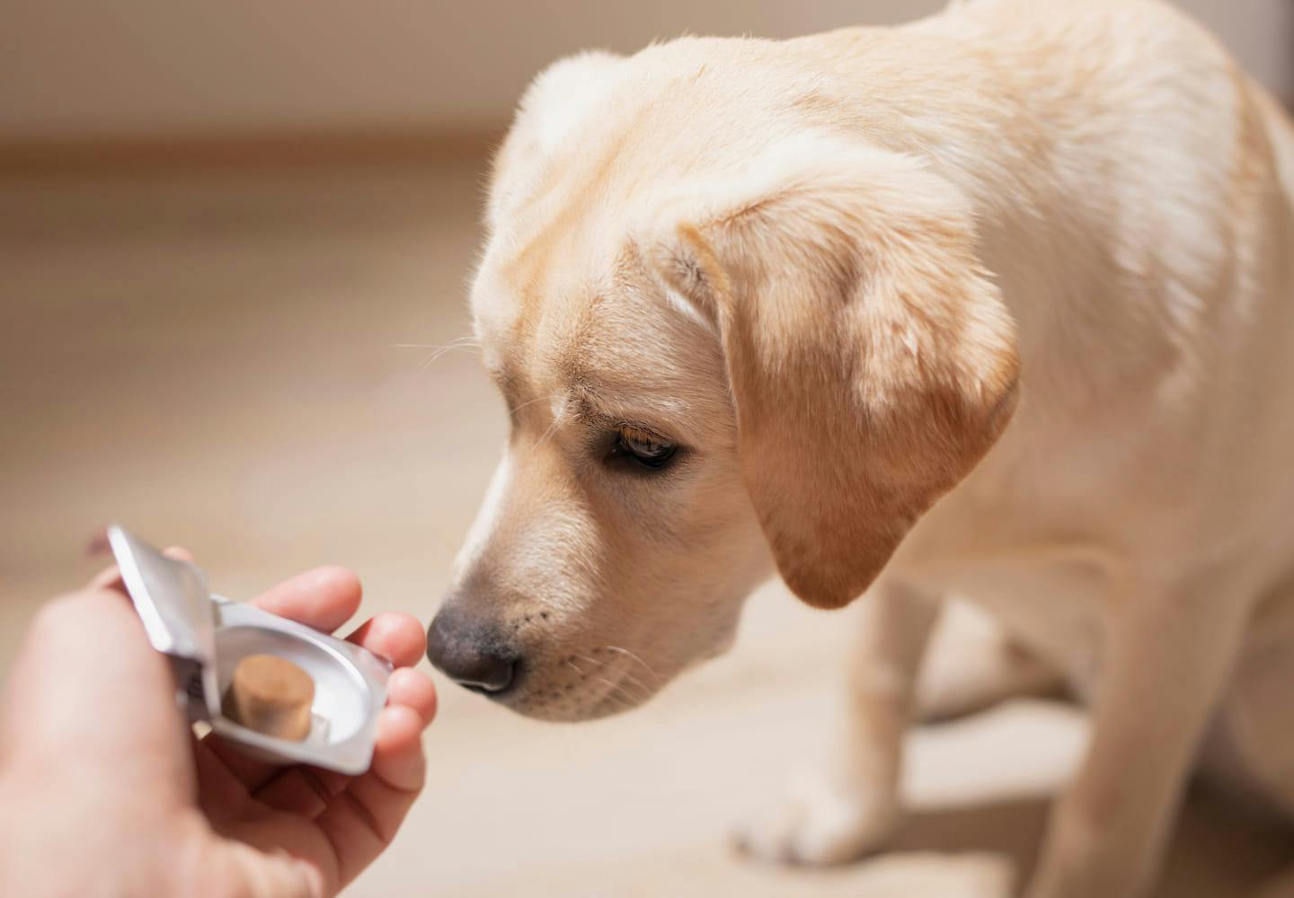 獣医師おすすめの犬用サプリ10選！健康維持に必要な理由と選び方の