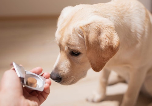 獣医師おすすめの犬用サプリ10選 健康維持に必要な理由と選び方のポイントを紹介 わんクォール 獣医師おすすめの犬用サプリ10選 健康維持に必要な理由と選び方のポイントを紹介 わんクォール