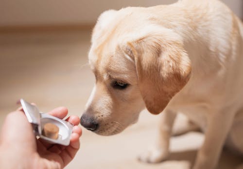 獣医師おすすめの犬用サプリ10選 健康維持に必要な理由と選び方のポイントを紹介 わんクォール 獣医師おすすめの犬用サプリ10選 健康維持に必要な理由と選び方のポイントを紹介 わんクォール