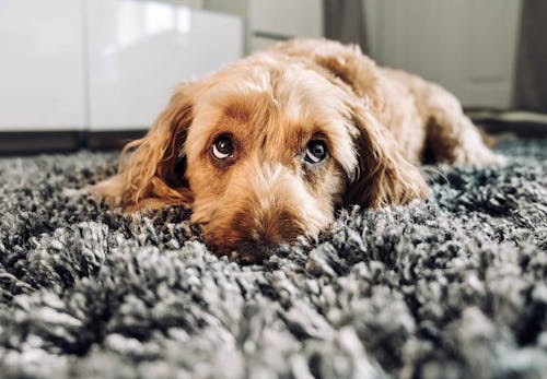 犬の目が白いのは白内障 見極めるポイントと病院に連れて行くべき症状について解説 獣医師監修 わんクォール 犬の目が白いのは白内障 見極めるポイントと病院に連れて行くべき症状について解説 獣医師監修 わんクォール