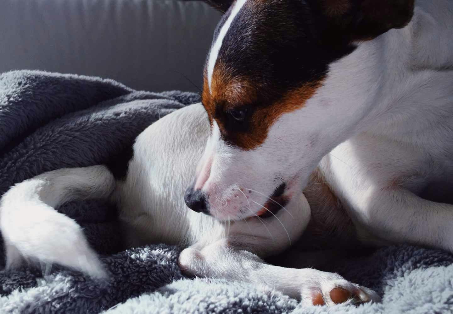 犬が頻繁におしりを舐める理由とは 考えられる病気と病院に行くべき異変のサインについて解説します 獣医師監修 Health 健康 わんクォール