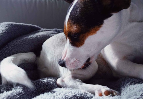 犬が頻繁におしりを舐める理由とは？