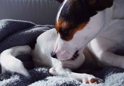 犬が頻繁におしりを舐める理由とは 考えられる病気と病院に行くべき異変のサインについて解説します 獣医師監修 わんクォール 犬が頻繁におしりを舐める理由とは 考えられる病気と病院に行くべき異変のサインについて解説します 獣医師監修 わんクォール