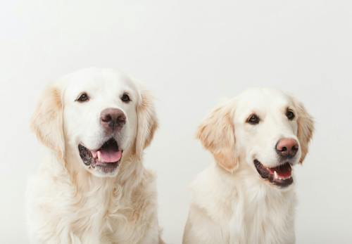 犬の息が荒い原因は 病気や熱中症の可能性 対処法について解説します 獣医師監修 わんクォール