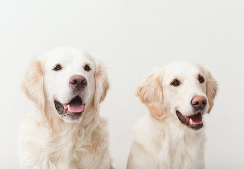 犬の息が荒い原因は 病気や熱中症の可能性 対処法について解説します 獣医師監修 わんクォール