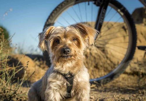犬を自転車に乗せてもいい 注意点や便利なグッズについて解説します 獣医師監修 わんクォール 犬を自転車に乗せてもいい 注意点や便利なグッズについて解説します 獣医師監修 わんクォール