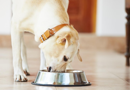 犬はアスパラガスを食べても大丈夫 1日の適量や与え方の注意点を解説 獣医師監修 わんクォール
