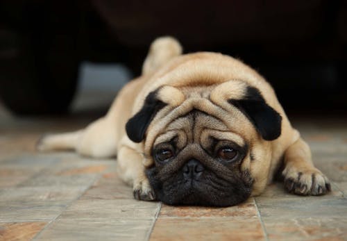 犬がため息をつく理由は ため息をつきやすい犬種や その裏にある犬の気持ちについて解説 獣医師監修 わんクォール