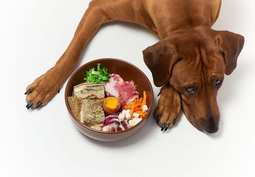 獣医師おすすめの犬用サプリ10選 健康維持に必要な理由と選び方のポイントを紹介 わんクォール 獣医師おすすめの犬用サプリ10選 健康維持に必要な理由と選び方のポイントを紹介 わんクォール