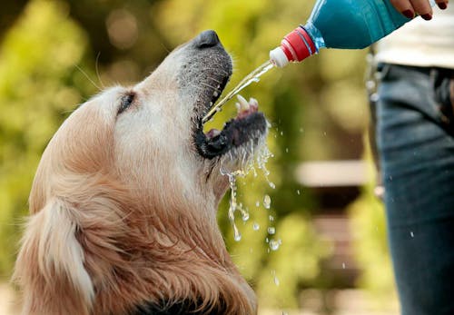 犬は水道水やミネラルウォーターを飲んでも大丈夫 注意点や与えるのがngな種類について解説します 獣医師監修 わんクォール